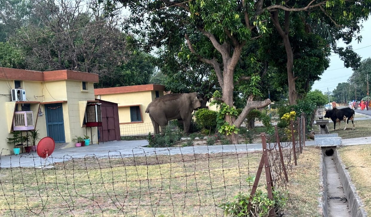 Elephant fond of mango is out of control of forest department