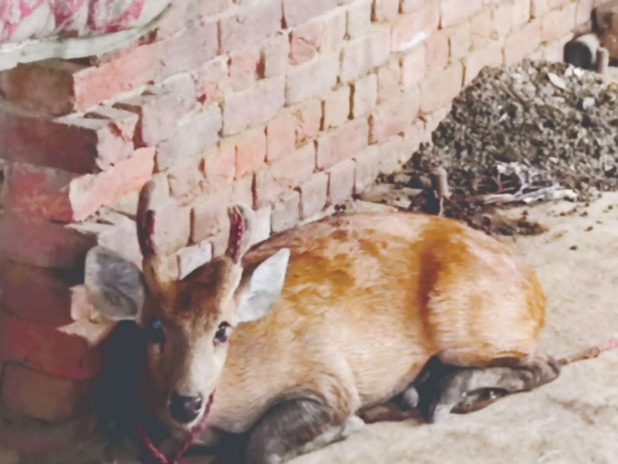 Deer got injured by dogs, villagers saved it