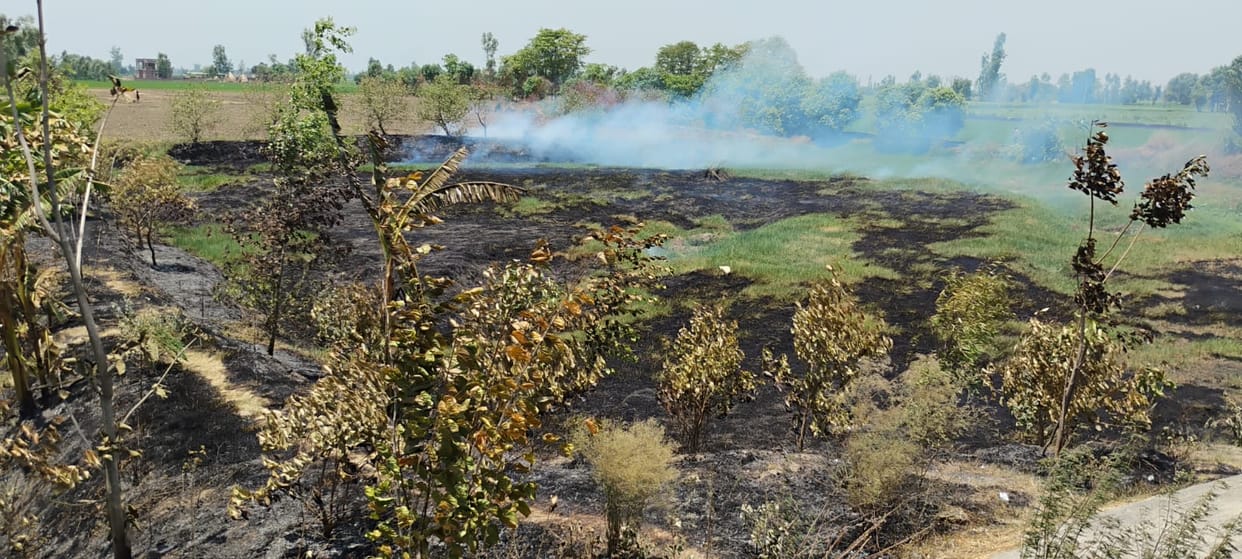 Fire was set on the banks of river Gomti, 500 plants were burnt to ashes