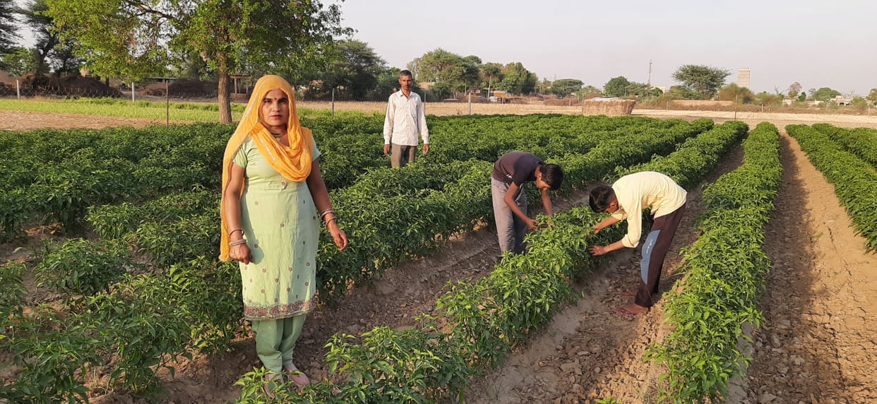 Priyanka, daughter-in-law of village Chakkan, grew organic vegetables in sandy land