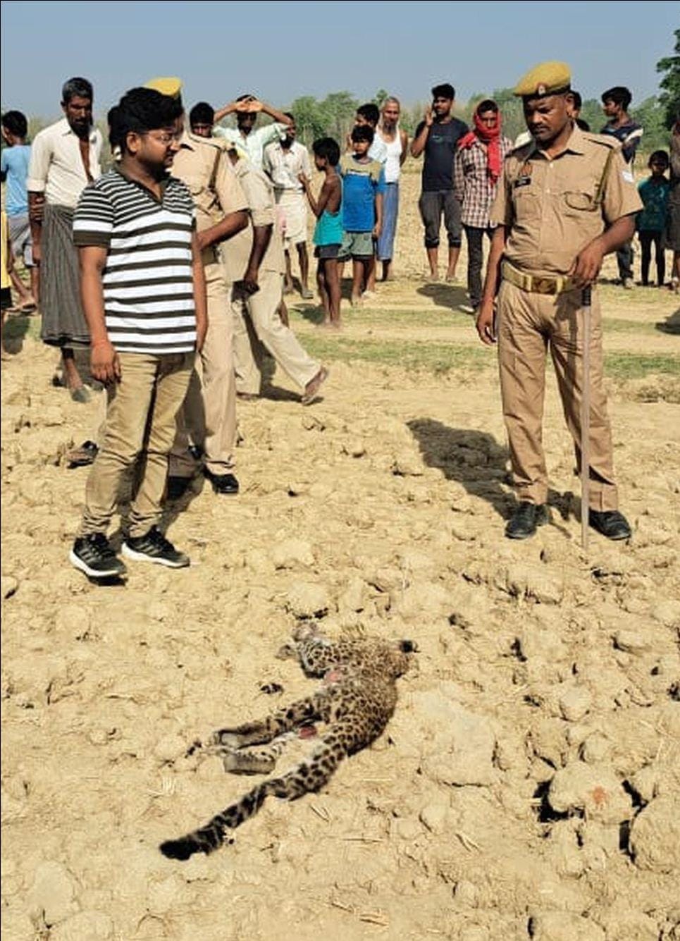 Leopard found dead in the field in Motipur range