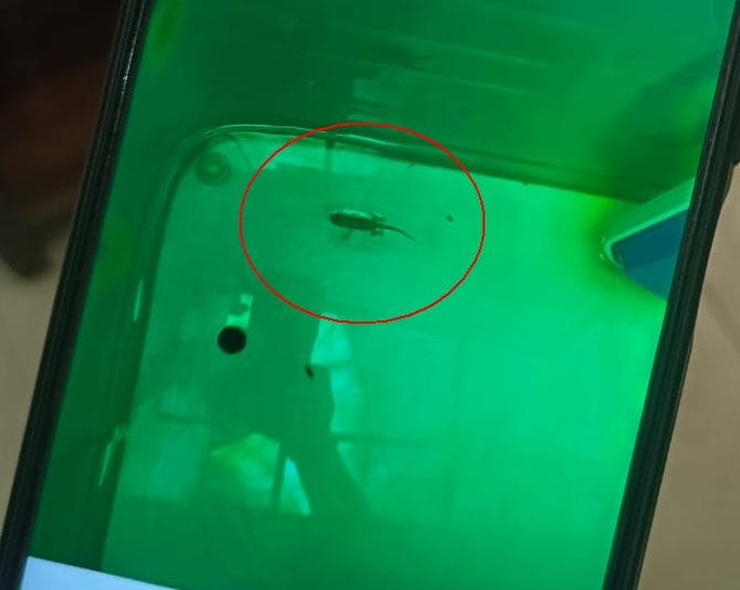 Dead lizard found in water cooler kept in Municipal Corporation office