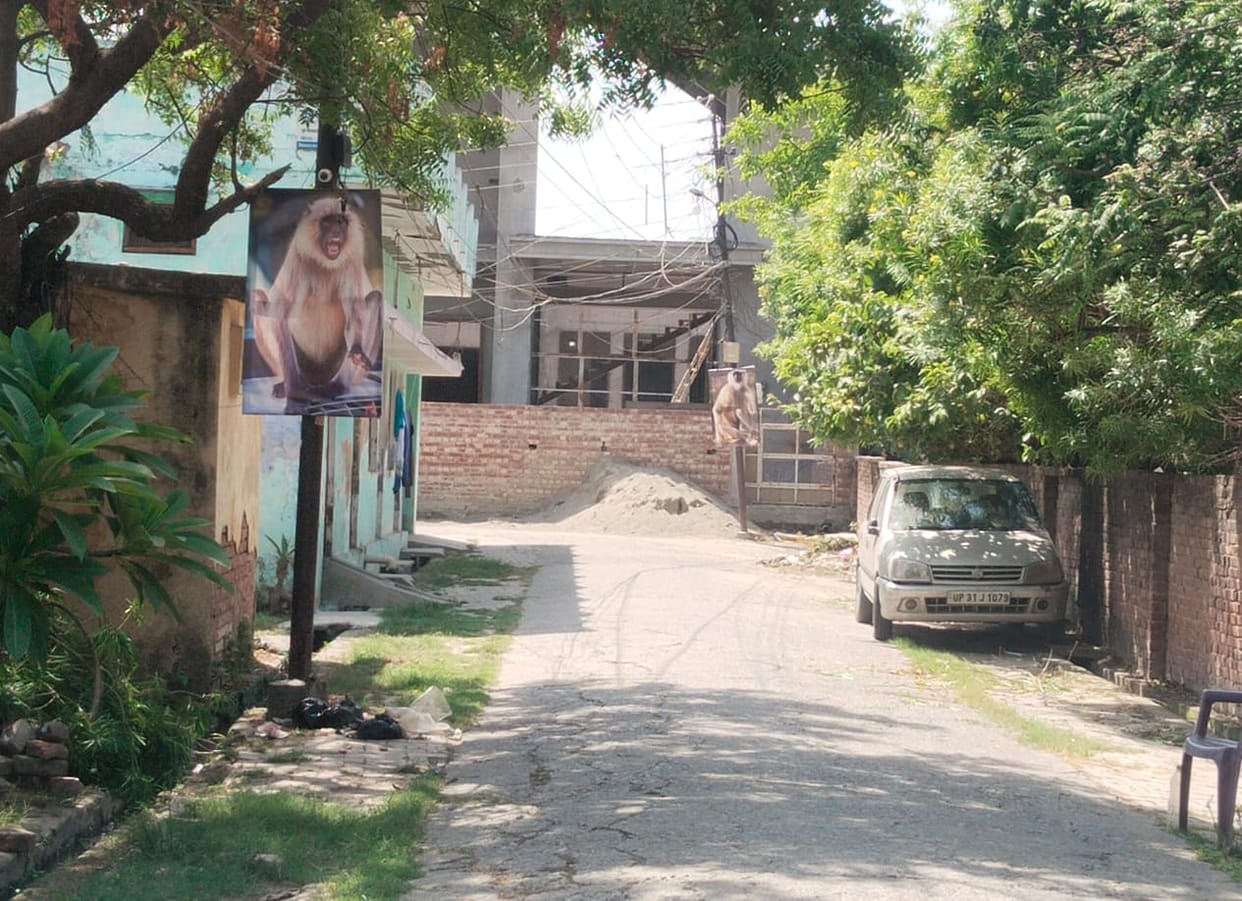 To avoid the terror of monkeys, posters of langurs were put up in the colony