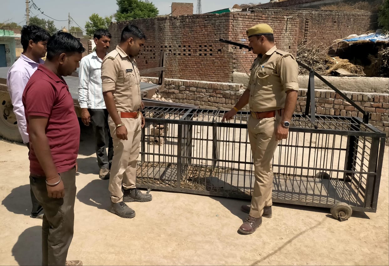 Effort to catch the dreaded leopard from an empty cage
