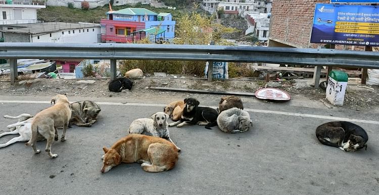 About 10 Lakh Stray Dogs In Delhi, They Are Preying On More Than Two Thousand People Every Day. – Amar Ujala Hindi News Live