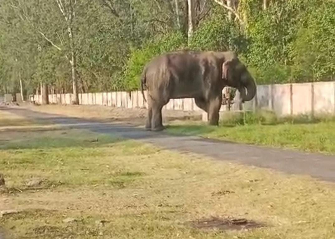 Elephants entered Amsaur village, causing damage to betel trees and horticulture.