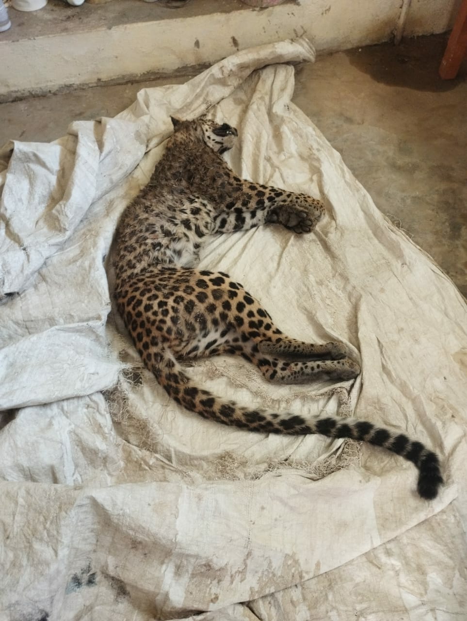 The cub lost its life after getting trapped in a trap set by hunters