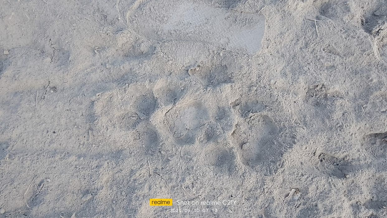 Tiger attacks cattle herd, villagers panic