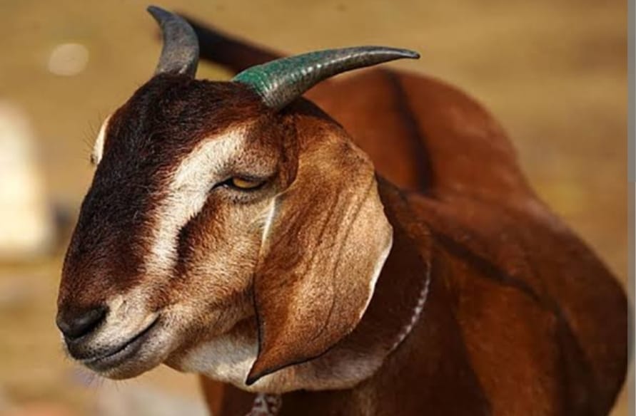 Now 26 goats are being auctioned for 94 thousand rupees in Baba Balak Nath temple Deotsidh