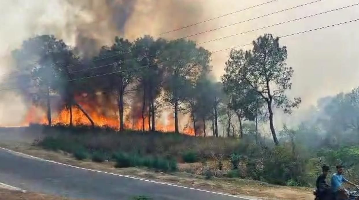 Fire broke out in the forests of Amb area, cattle shed burnt in Sanoh