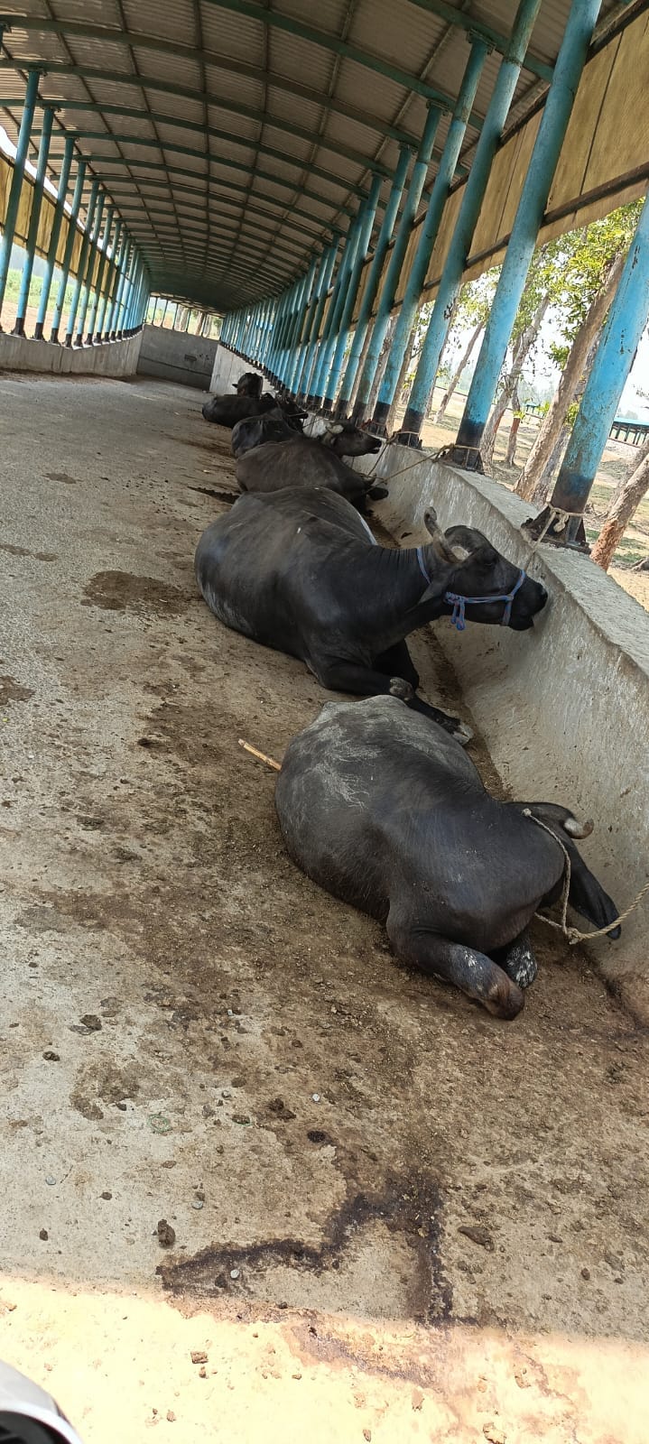 Animals are tied in railway underpass, traffic affected