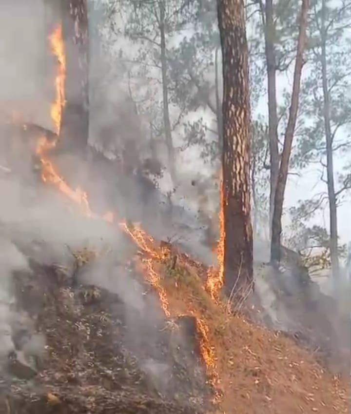Forest fire reached homes, fruit trees were scorched