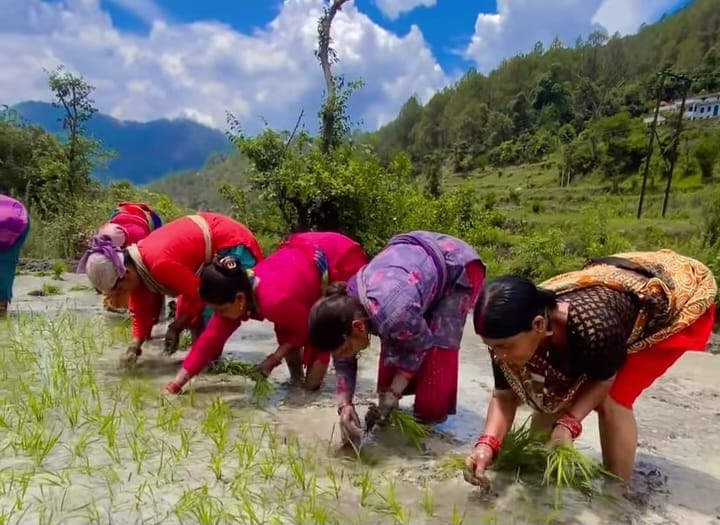 Transplanting of paddy started in Didihat along with Hudkiya Bowl.