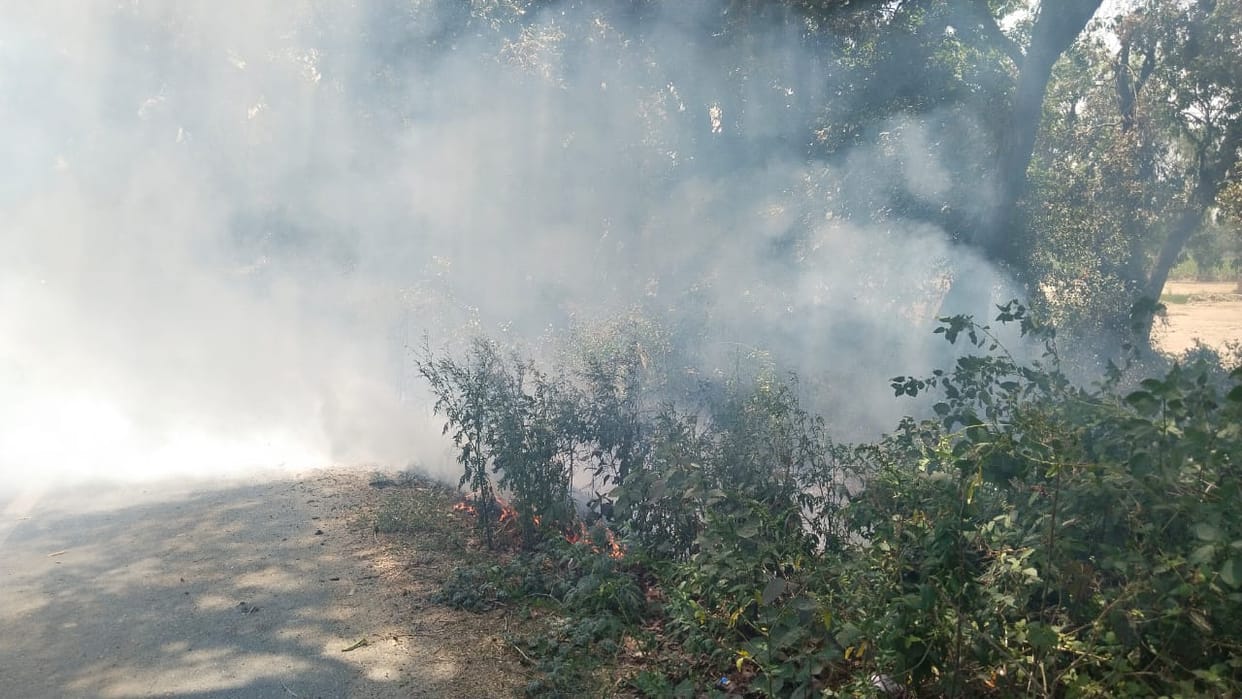 700 plants worth lakhs burnt due to fire in Khanti