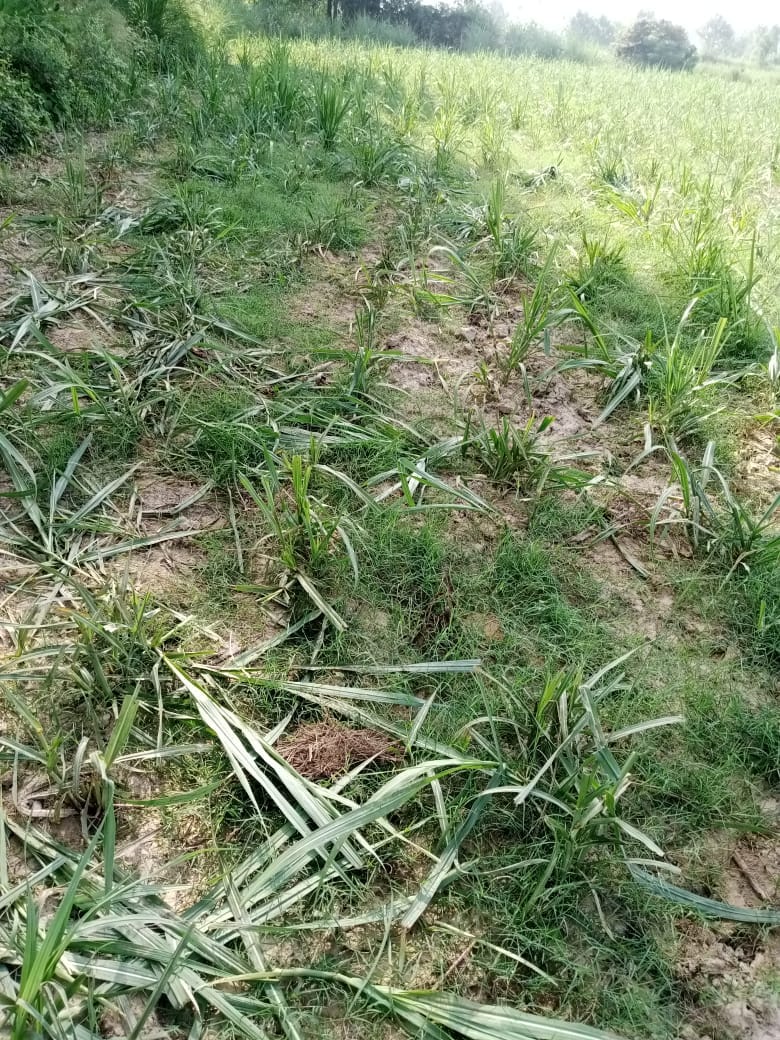 Elephants destroyed the huts lying in the fields