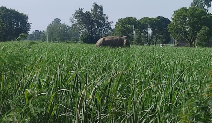 On the second day, the staff was busy chasing the elephant into the forest area.