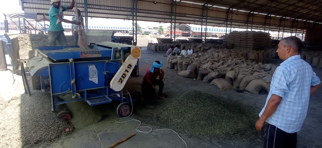 60 thousand quintals of sunflowers have been purchased across the district so far, arrivals are on the rise