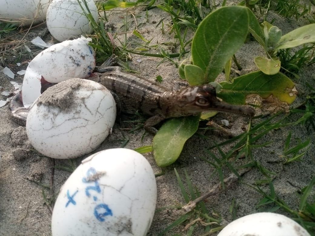 33 baby crocodiles that came out of eggs were released into the river.