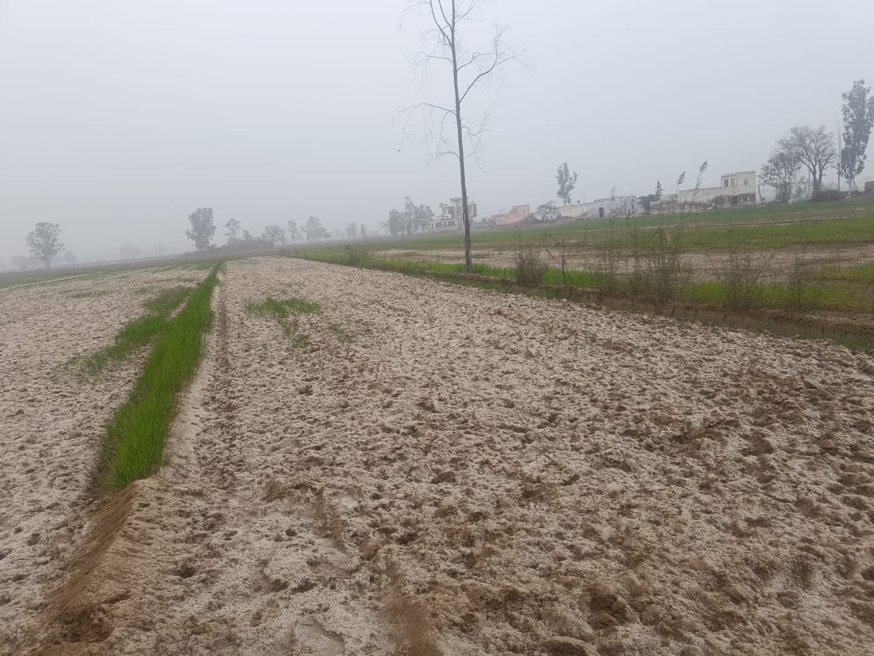Bean affected farmers fear rain, waiting for project in 12,000 acres