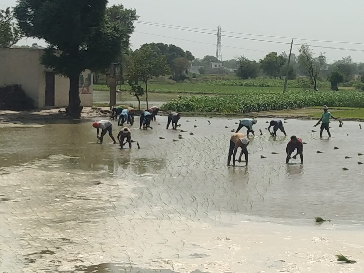 Paddy planting starts, paddy cultivation is done in 35 thousand hectares.