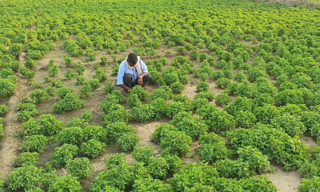 Experts' Opinion: There is a need to end contradictions and increase agricultural research; plans are good