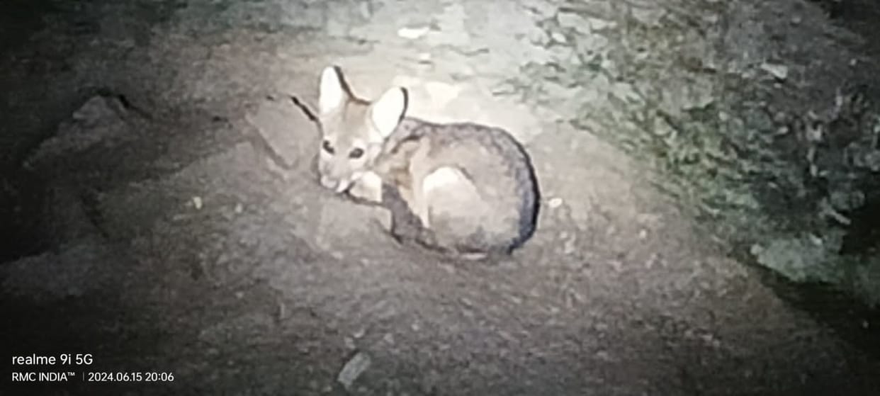 Fell into a 30 feet deep well Jackal, forest department delayed in rescuing