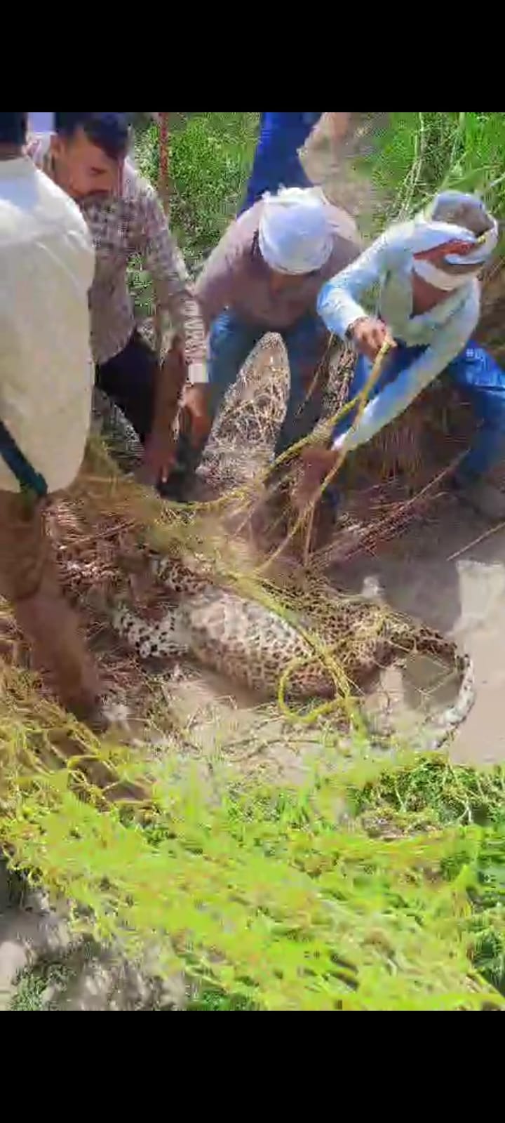 Leopard caught in Haryana, patrolling continues in UP