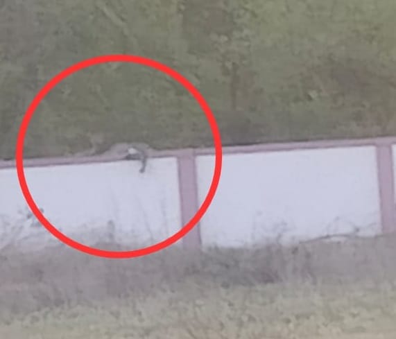 Women ran away after seeing leopard on the wall