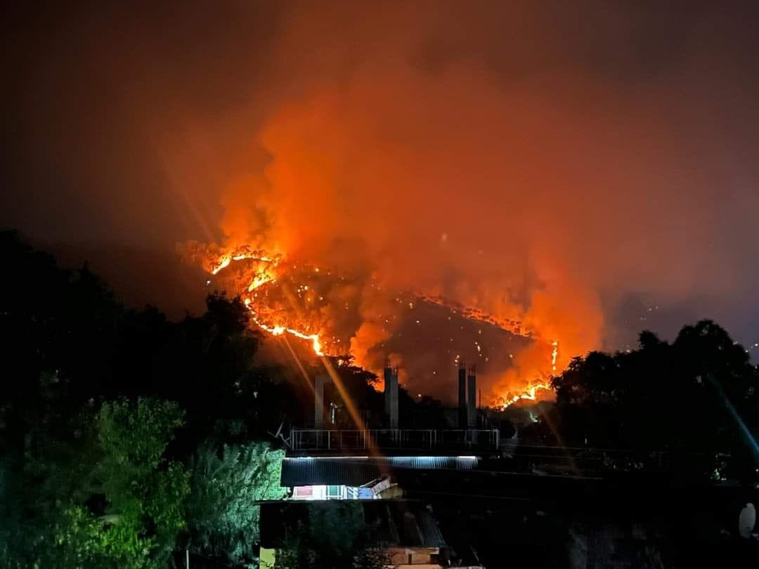 Thirty thousand plants burnt to ashes in forest division Jogindernagar