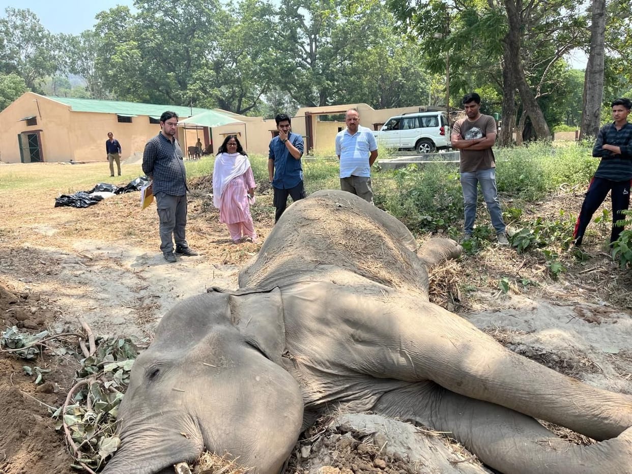 Death of elephant in Kalagarh elephant shelter