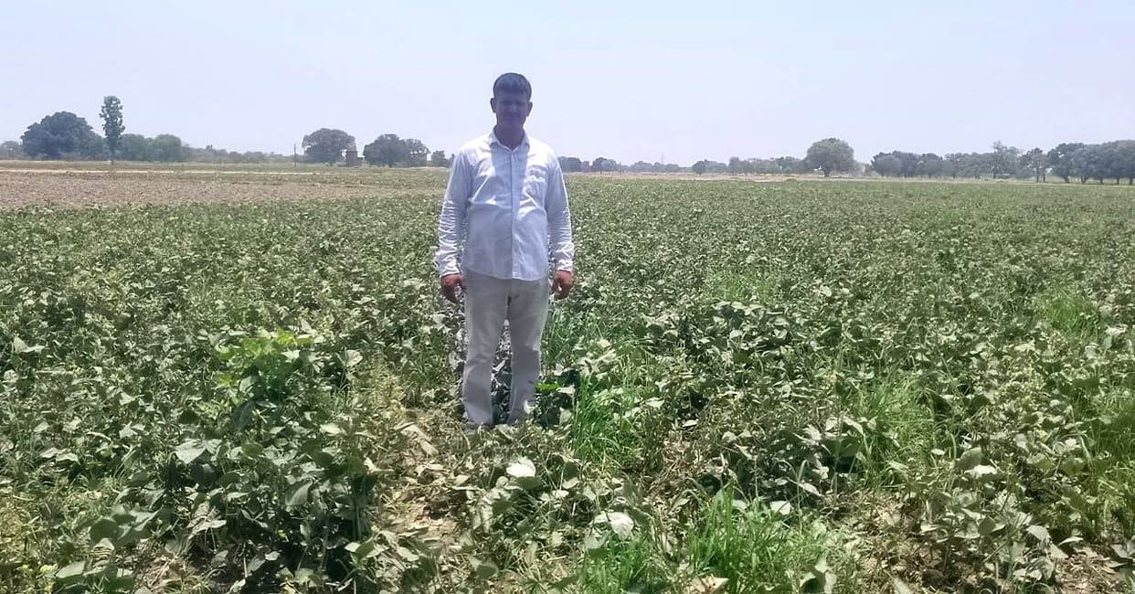 Heat ruined the urad-mung crop