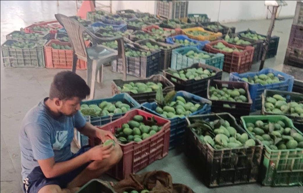 People of Britain are liking the pickled mangoes of Saharanpur