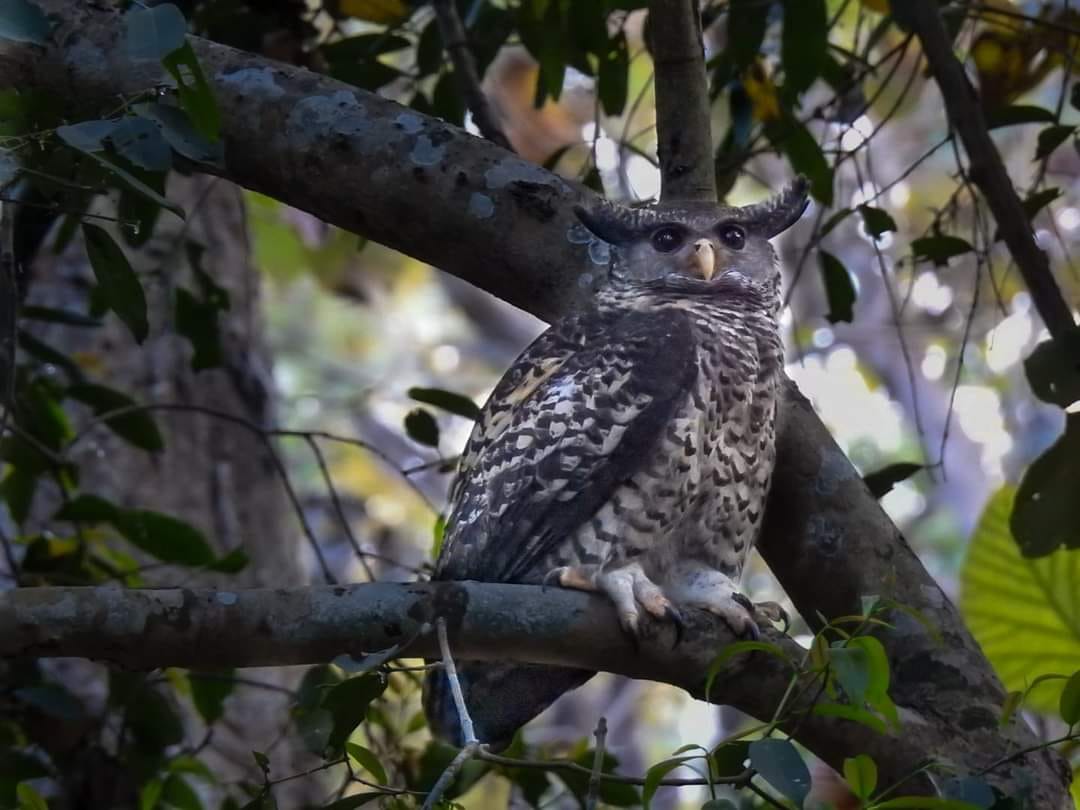 Photo of rare species of owl captured on camera