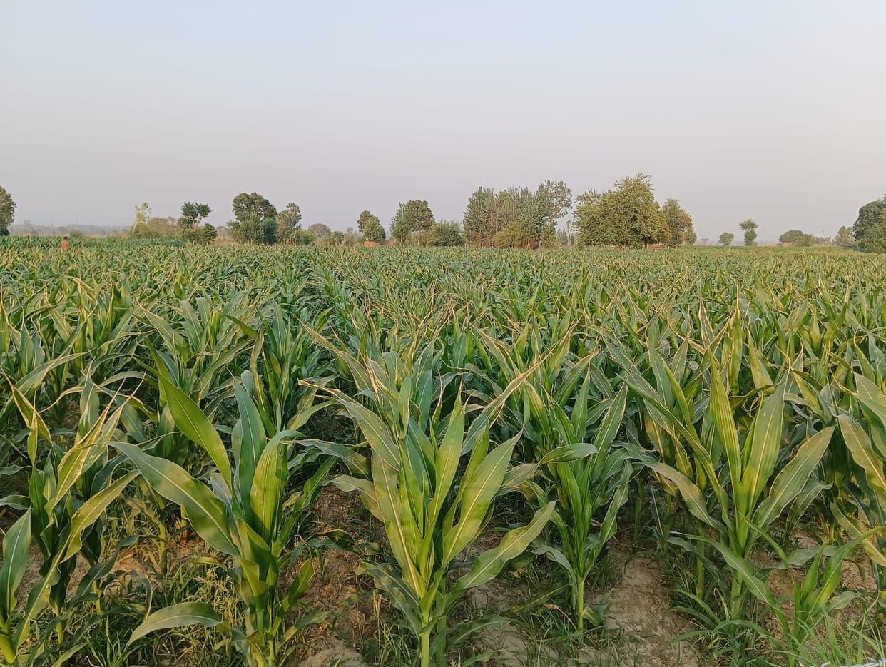 Without rain, maize crop is in danger