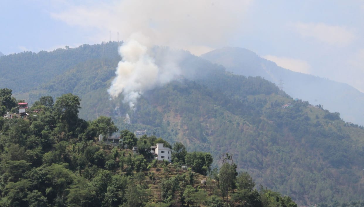 Forest wealth reduced to ashes due to fire on Kolka hill