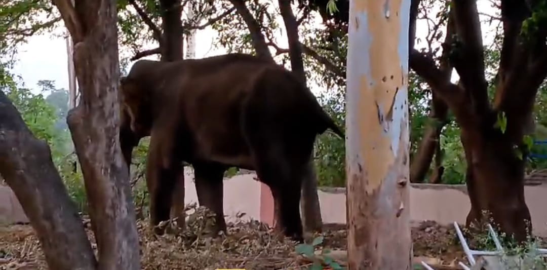 Villager crushed to death by elephant in Raigarh