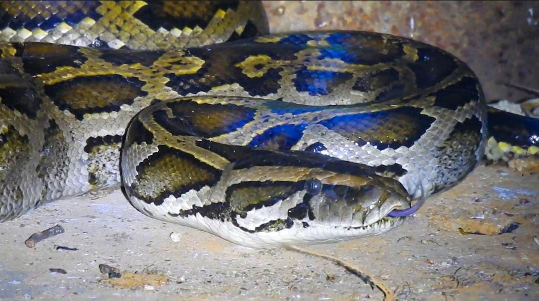 Python found in water tank in Patwadangar nainital