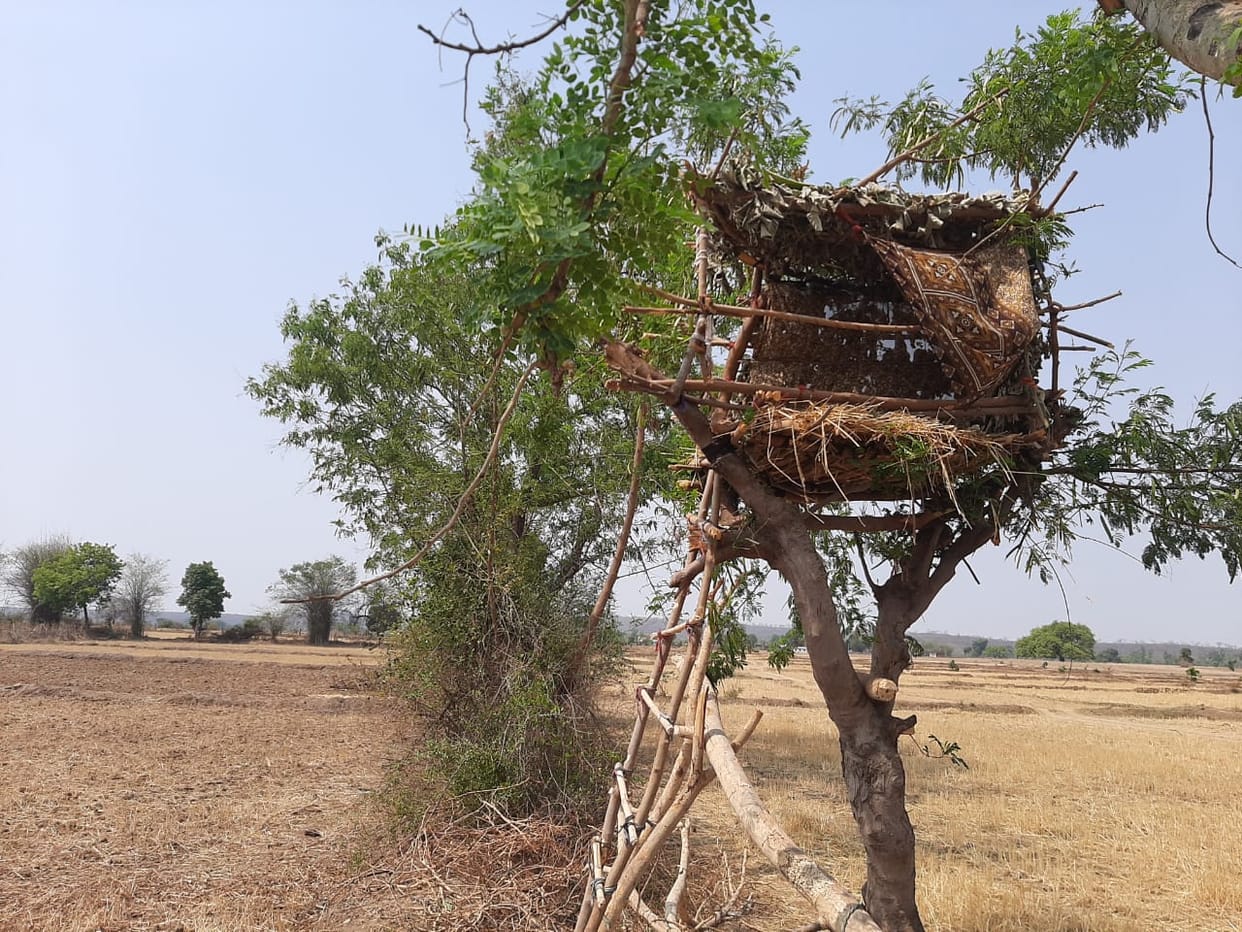 a farmer built a hut on the branches of a tree to guard his crop In Damoh