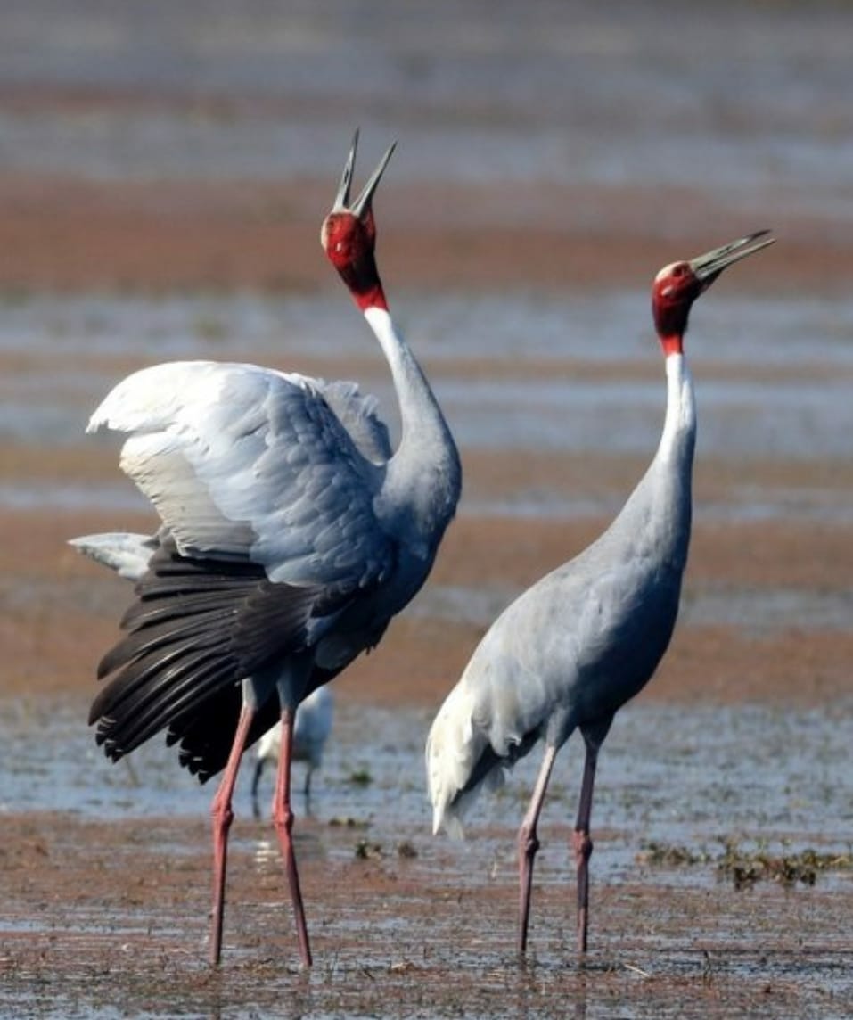 Summer census of cranes begins across the district