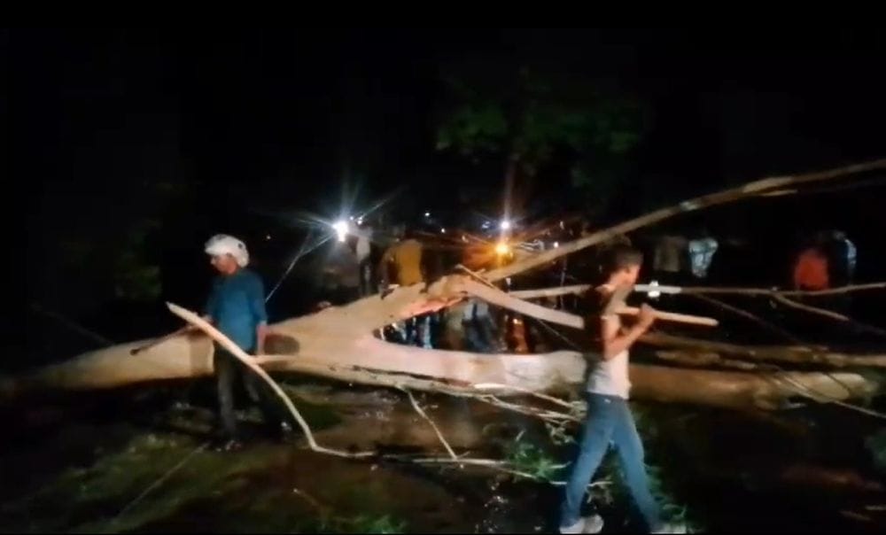Trees fell due to storm, power supply disrupted