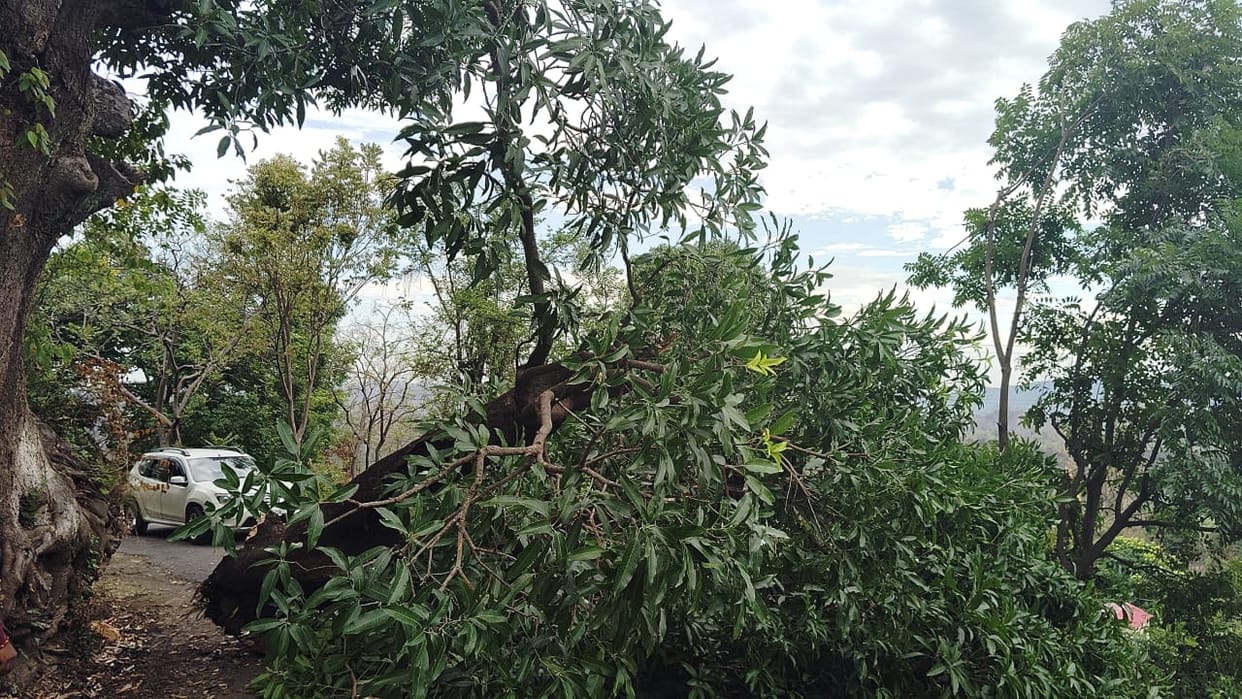 Tree fell on Nalwadi-Talmehra road, traffic affected for eight hours