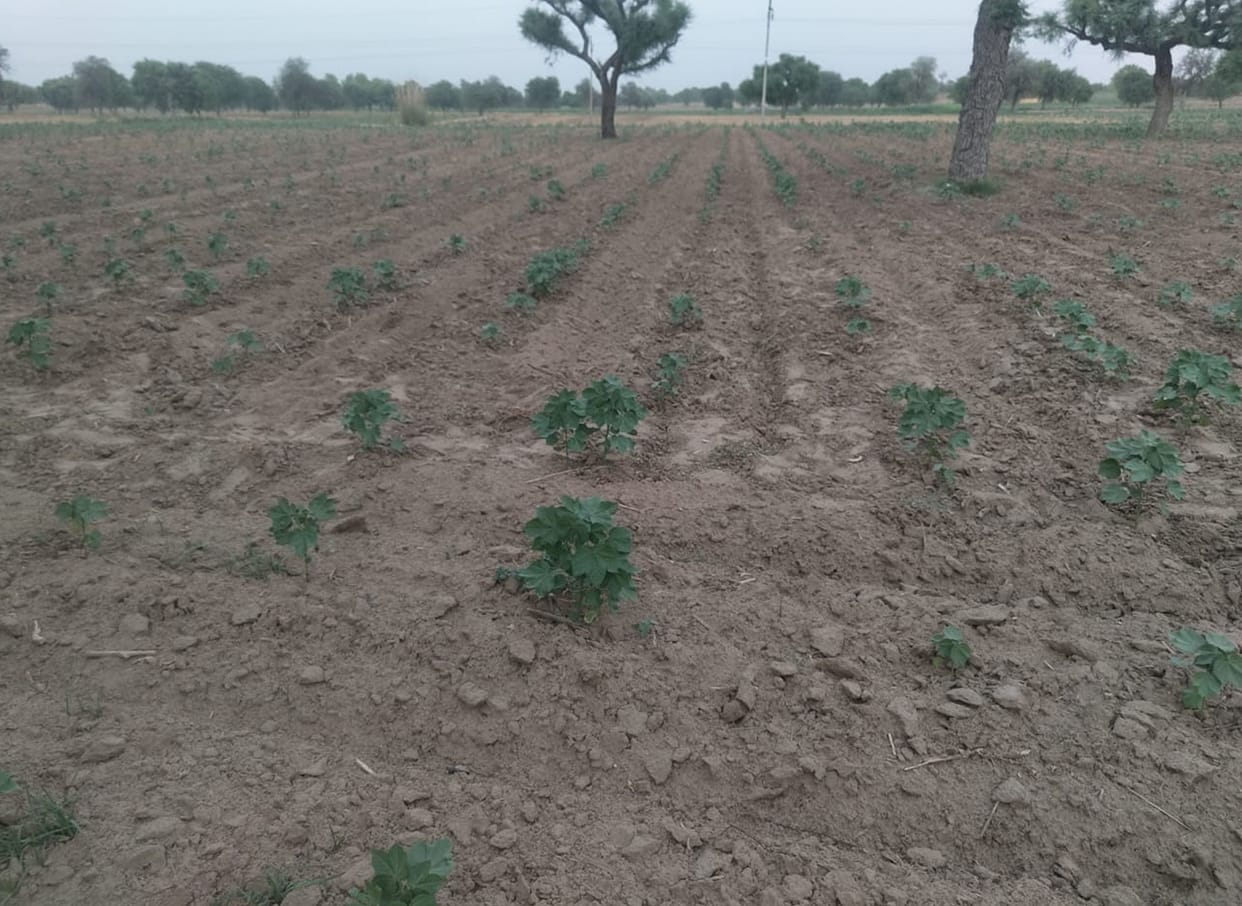 Irrigation is not happening due to power cut, crops are withering