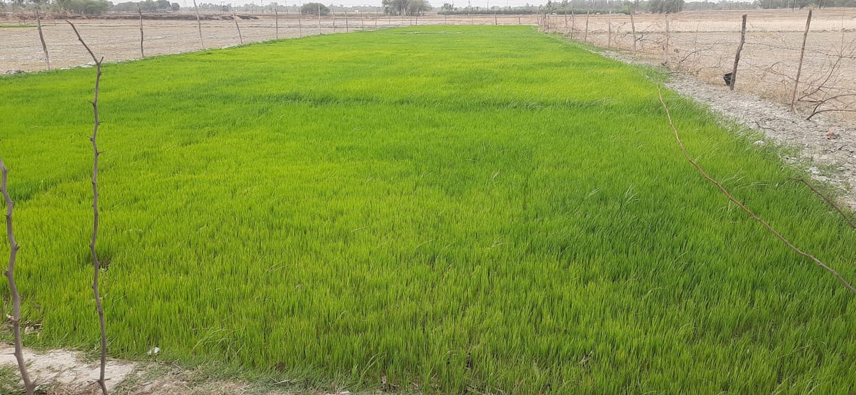 Dry canals are increasing the pain of farmers