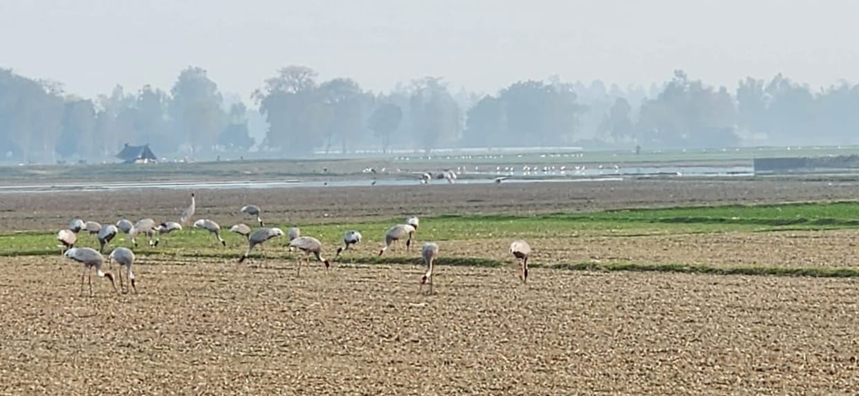 Number decreased, only 257 storks found at 49 places