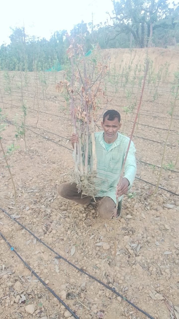 More than 100 apple plants of different foreign species dried up