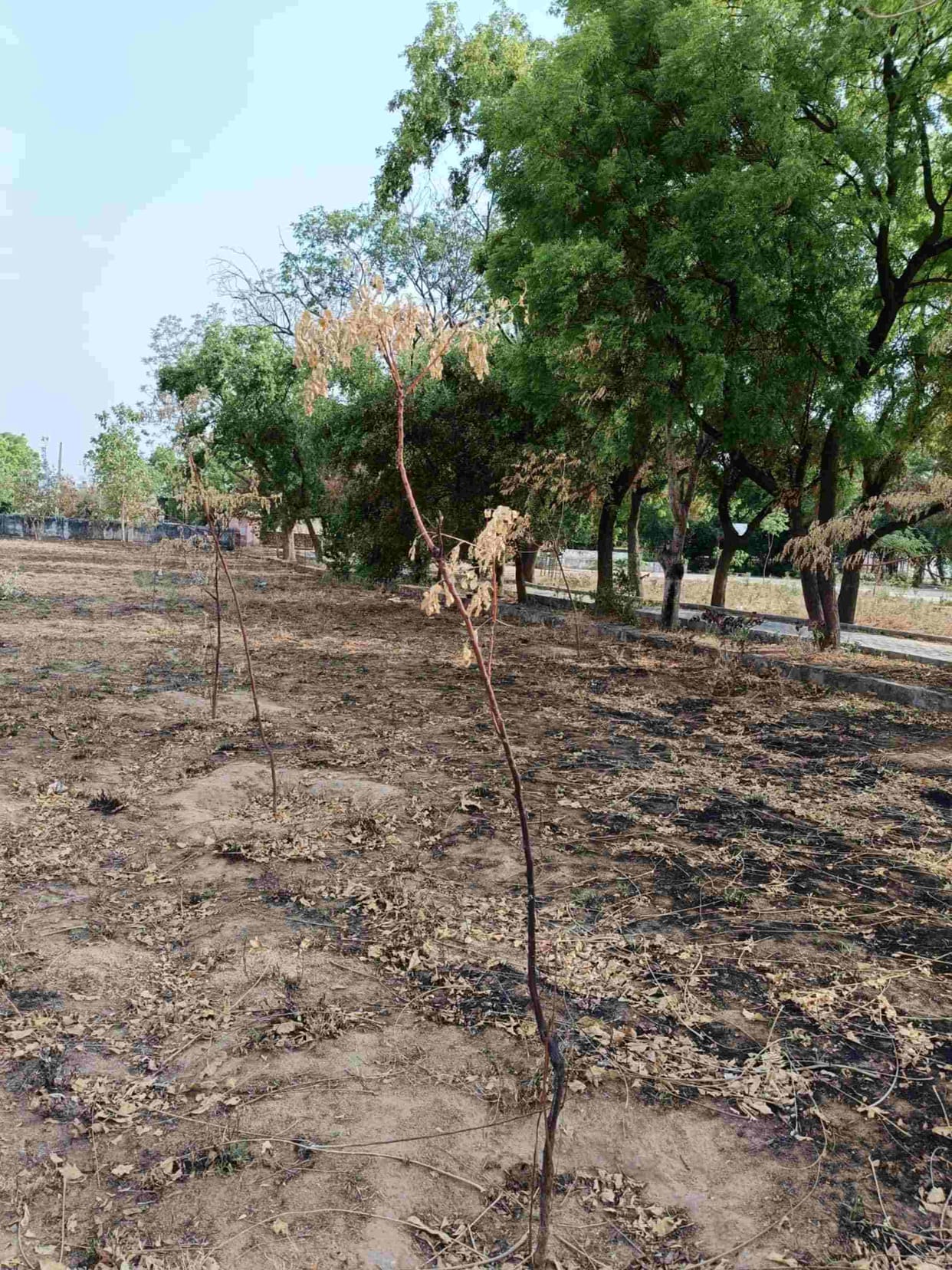 Garbage was set on fire, trees and plants were burnt, now case will be registered
