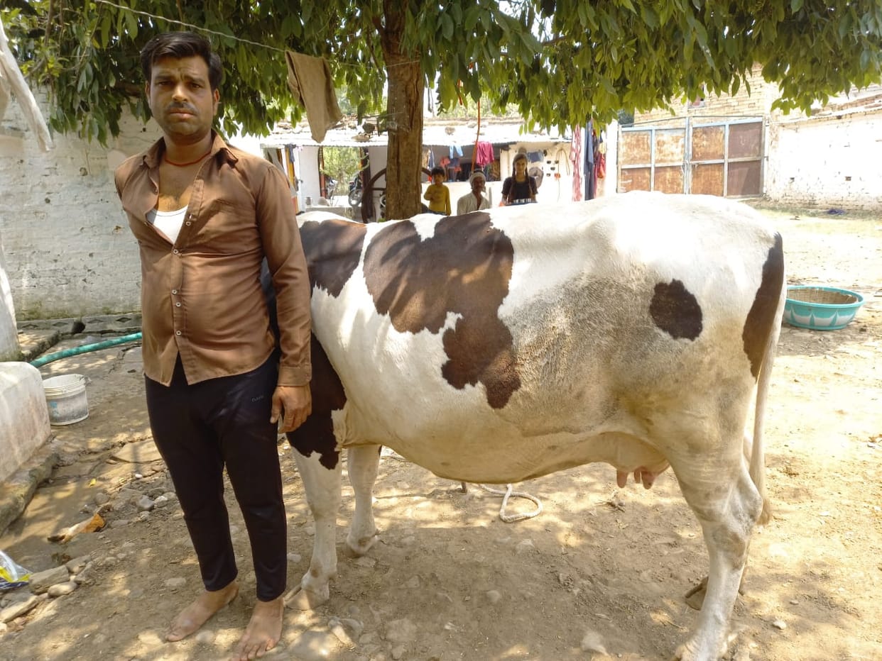 Cow started giving 13 liters of milk without giving birth to calf