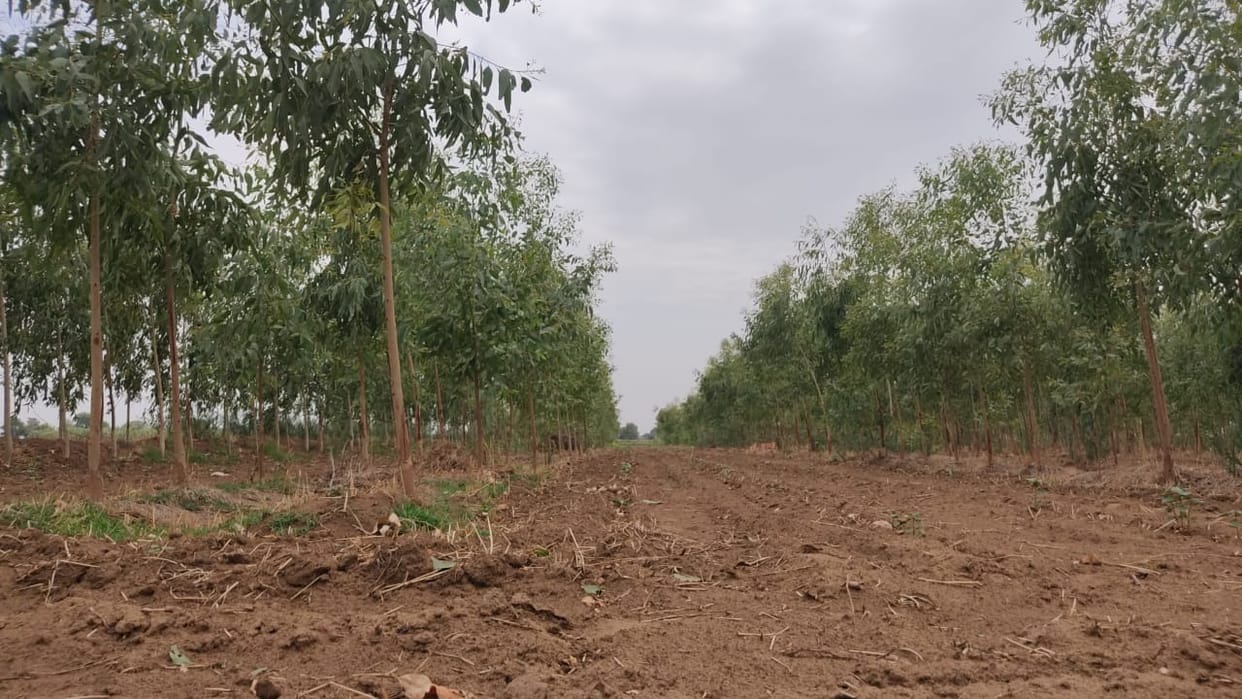 Four lakh saplings will be planted in farmers' fields, Eucalyptus will be planted the most.