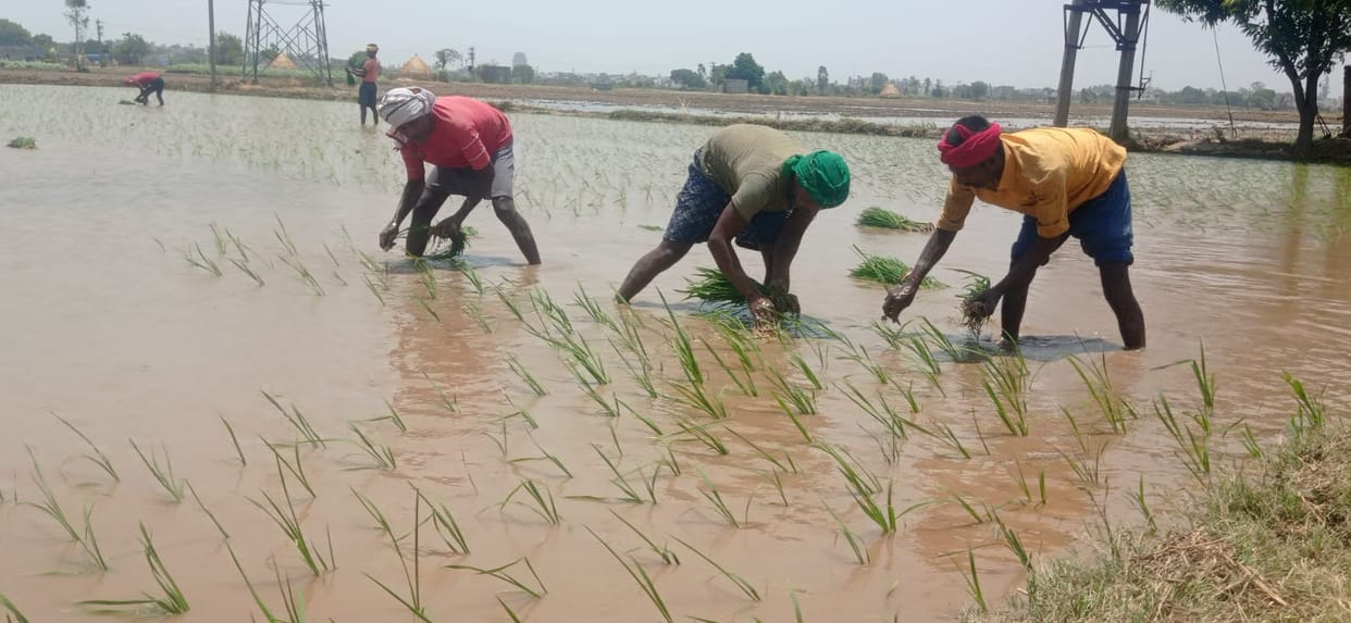After change in weather, paddy transplantation started gaining momentum, migrant laborers arrived in large numbers