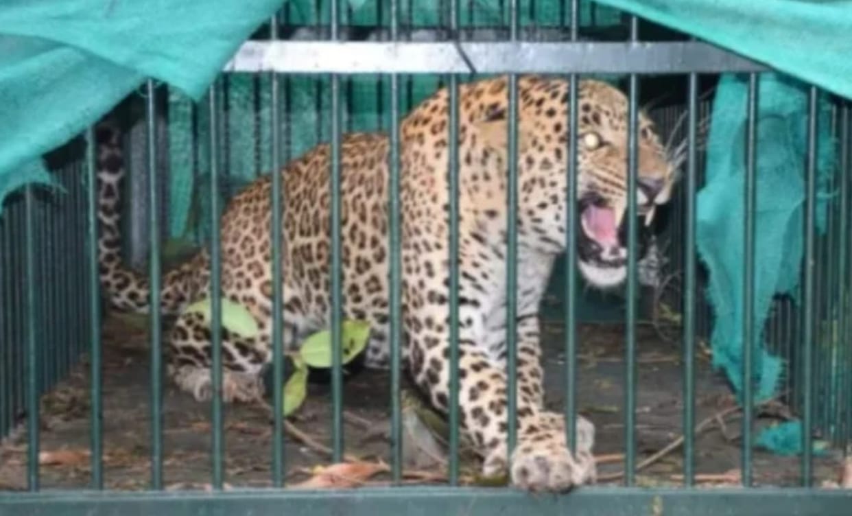 Leopard finally caught in cage